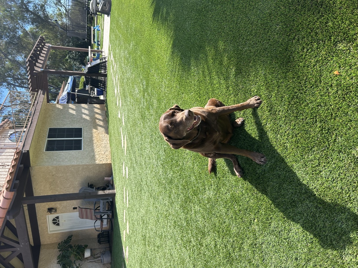 Freshly cleaned artificial turf yard in Poway after eco-friendly enzyme treatment by Mr Green Turf Clean